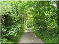 Leafy lane east of Efailnewydd