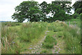 Farm track at Hayfield