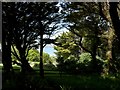 Coastal slopes at the end of Putsborough Sands as seen through the trees on Vention Lane