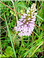 Common Spotted Orchid, Dactylorhiza fuchsii