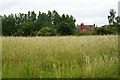 Across the Field, Lingfield, Surrey