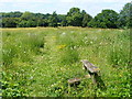 Meadow at Well