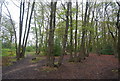 Coppiced trees, Biggin Wood