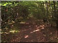 Footpath in Cockshott Wood