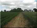 Footpath towards Stelling Lodge Farm 