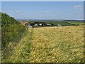 Field of barley near Galmpton