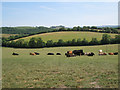 Mixed herd of cattle near Dipwell