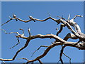 Two pigeons on a dead tree in Lobb