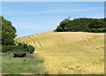 2010 : A field of barley east of Stowey