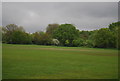 Trees, Tooting Bec Common