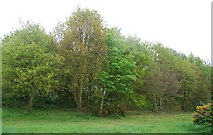 TQ2972 : Woodland, Tooting Bec Common by N Chadwick
