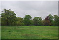 Trees on Tooting Bec Common