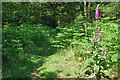 Bracken and Foxgloves, Hammond