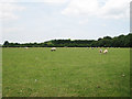 Field of Sheep, Cheneys Farm