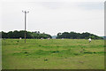 Field of Horses off Stodmarsh Road