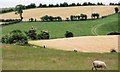 Fields near Killyleagh