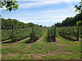 SO6223 : Apple orchard by Pauline E