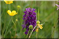 Marsh Orchid - Dactylorhiza purpurella