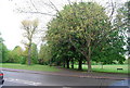 Chestnut trees, Wandsworth Common