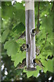 Bird feeder, Longshaw Lodge, Sheffield