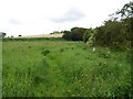 Overgrown footpath south of Crookham