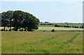 ST7676 : 2010 : Barley field on the footpath to West Littleton by Maurice Pullin