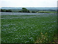 Crop in field at Brookhampton