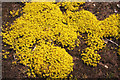 Biting stonecrop (Sedum acre)