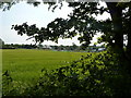 Wheatfield and allotments on Oxcroft Lane, Bolsover