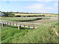 Wetland near Thurlestone