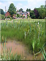 Pond at Dunsfold Green