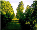 Airborne view of avenue of trees, Nowton Park