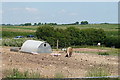 Pigs at Stinsford, Dorset