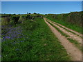 Path towards Lambrook