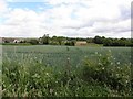 Barley field, Maghaberry