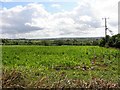 Maize field near Maghaberry