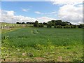 Field at Maghaberry