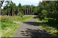 Paths in Chacefield Wood