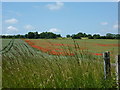 Poppy field