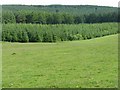 Forest on Fingland Fell