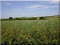 Broad bean field near Manor Farm