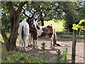 Horses grazing