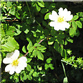 Field Rose (Rosa arvensis)