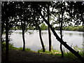 Lake seen through the trees