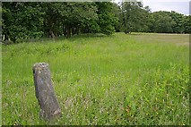 SE9499 : Stone Post, Helwath Wood by Mick Garratt
