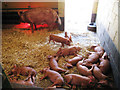 Fifteen Piglets