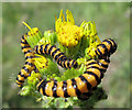 SJ7965 : Caterpillars of the Cinnabar Moth by Jonathan Kington