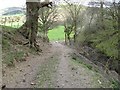 Footpath in dingle