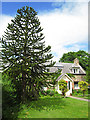 Dingwall: monkey puzzle tree