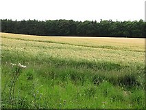 NT6131 : Barley, Mertoun by Richard Webb